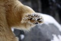 Icebear paw closeup Royalty Free Stock Photo