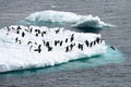 Iceberg with Adelie penguins standing upside in Antarctic Ocean near Paulet Island Antarctica. One penguin ist jumping into sea.