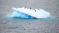 Iceberg with Adelie penguins upside and two jumping out of the sea in Antarctic Ocean near Paulet Island Antarctica.