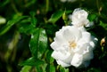 Iceberg Floribunda Rose Rosa Korbin flower plant bloom