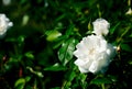 Iceberg Floribunda Rose Rosa Korbin flower plant bloom