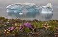 Iceberg and flowers. Nature and landscapes of Greenland.