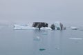 Iceberg lagoon jokulsarlon on the south of Iceland Royalty Free Stock Photo