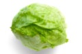 Iceberg Lettuce