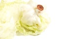 iceberg lettuce cabbage isolated on white background Royalty Free Stock Photo