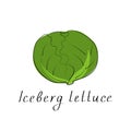 Iceberg lettuce colorful icon. Isolated object. Organic vegetable food. Vector illustration