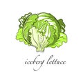 Iceberg lettuce fresh culinary plant, green seasoning cooking herb for soup, salad, meat and other dishes hand drawn