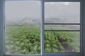 Iceberg lettuce gardens on the hill in white fog in window view Royalty Free Stock Photo