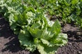 Iceberg lettuce growing in the garden in spring Royalty Free Stock Photo