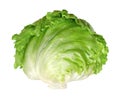 Iceberg lettuce, or crisphead, isolated, front view, on white background Royalty Free Stock Photo