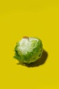 Iceberg lettuce salad on a solid yellow background Royalty Free Stock Photo