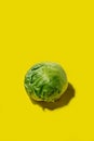 Iceberg lettuce salad on a solid yellow background Royalty Free Stock Photo