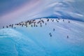 Iceberg near Antarctica covered with Adele penguins