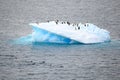 Iceberg with Adelie penguins upside and two jumping out of the sea in Antarctic Ocean near Paulet Island Antarctica.