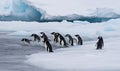 The iceberg provides refuge for penguins to huddle Creating using generative AI tools