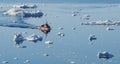 Icebergs in Greenland