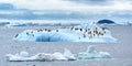 Adelie penguins standing on an beautiful iceberg in the south polar Weddel Sea off Paulet Island, Antarctica