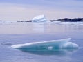 Icebergs and scenic coastline in Twillingate Harbour Royalty Free Stock Photo