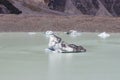 Icebergs in Tasman Lake, Mount Cook National Park, New Zealand Royalty Free Stock Photo