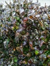 Icecovered leaves