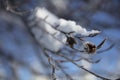 Iced beechnut shell on a snow covered redbeech branch Royalty Free Stock Photo