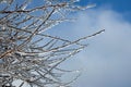 Iced branches against a Blue Sky Royalty Free Stock Photo