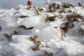 Iced bush at snowed mountain