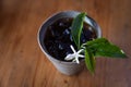 iced coffee with coffee leaves and coffee flower decorate on wood table