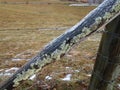 Iced fence post