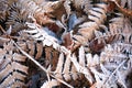 Iced fern winter colorful leaf and grass texture background