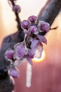 Iced flowers. protection. Pink. Sunrise. Morning. Royalty Free Stock Photo