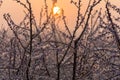 Iced flowers. protection. Pink. Sunrise. Morning. Royalty Free Stock Photo