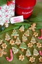 Iced gingerbread cookies ready to be wrapped up in a red tin and given as a gift at Christmas time Royalty Free Stock Photo