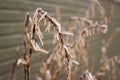 Iced Hosta Stem with seeds Royalty Free Stock Photo