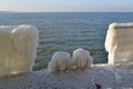 Iced knecht and fence on the wharf in Zelenohradsk. Kaliningrad region