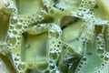 Iced matcha latte close up, texture of refreshing tea with transparent ice cubes and bubbles Royalty Free Stock Photo