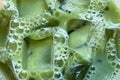 Iced matcha latte close up, texture of refreshing tea with transparent ice cubes and bubbles Royalty Free Stock Photo