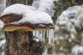 Iced mushroom attached to the bark of a tree