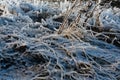 Iced over grass in an abstract beautiful form Royalty Free Stock Photo