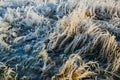 Iced over grass in an abstract beautiful form Royalty Free Stock Photo