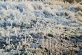 Iced over grass in an abstract beautiful form Royalty Free Stock Photo