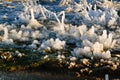 Iced over grass in an abstract beautiful form Royalty Free Stock Photo