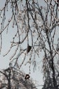 Iced over trees branches and dry leaves after freezing rain in winter Royalty Free Stock Photo