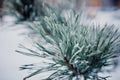 Iced pine needles. pine tree branch covered with snow. Close-up  macro Royalty Free Stock Photo