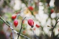 Iced red berries of rosehip covered with snow. Winter  hoar frost. Close up  macro Royalty Free Stock Photo