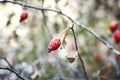 Iced red berries of rosehip covered with snow. Winter hoar frost. Close up macro