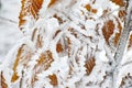 Thick snow crust on beech leaf cluster winter details Royalty Free Stock Photo