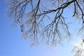 Icy treebranches against a clear blue sky Royalty Free Stock Photo