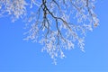 Icy treebranches against a clear blue sky Royalty Free Stock Photo