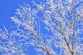 Icy treebranches against a clear blue sky Royalty Free Stock Photo